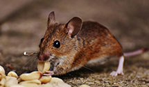 24 Hour & Emergency Exterminators in Warrenton, VA